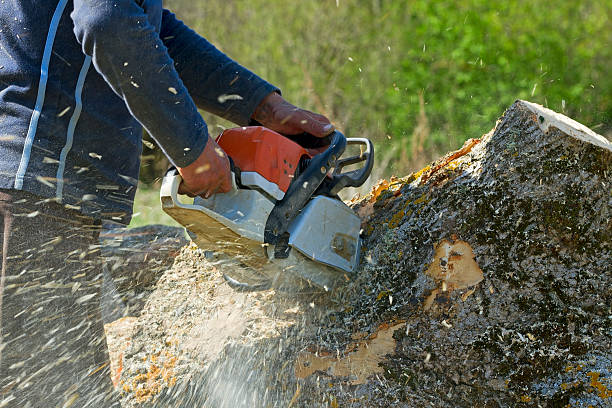 Professional Tree Care  in Holly Hills, CO